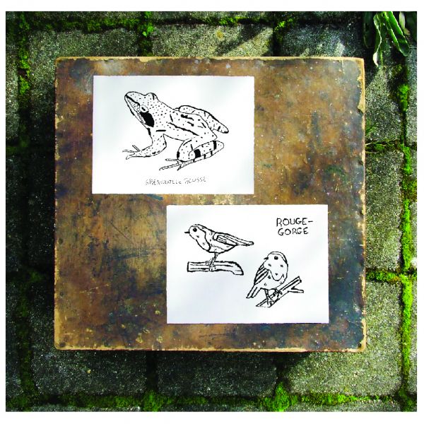 Initiation au dessin naturaliste
